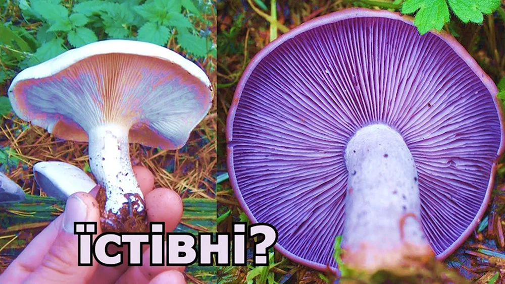 Лаковица Аметистовая