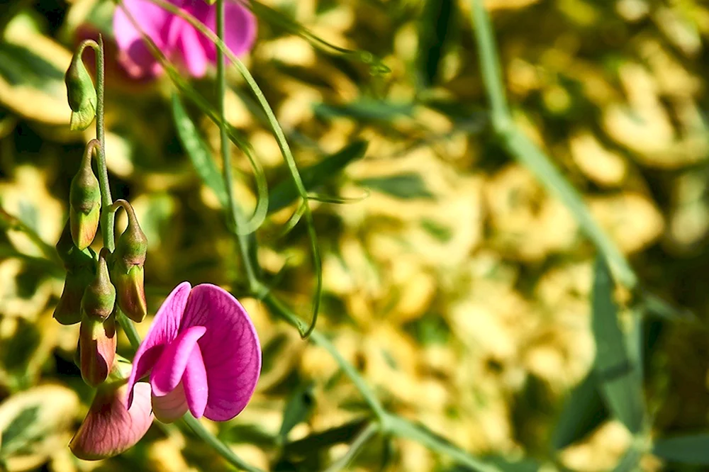 Lathyrus latifolius