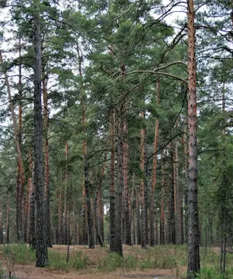 Ленточный Бор Алтайского края