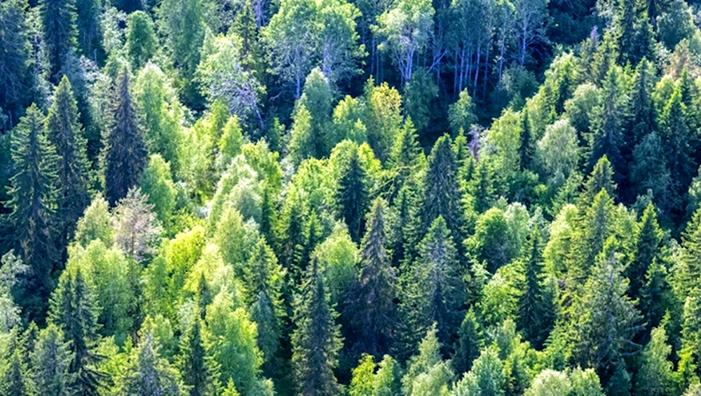 Лес Красноярского края