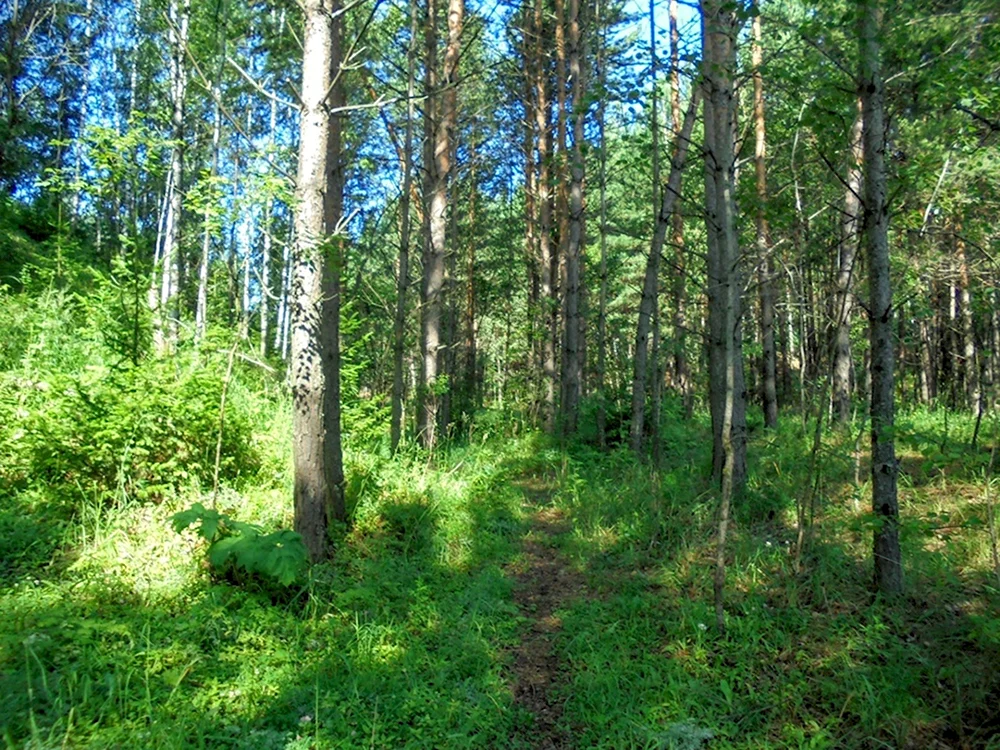 Лес Кузбасса