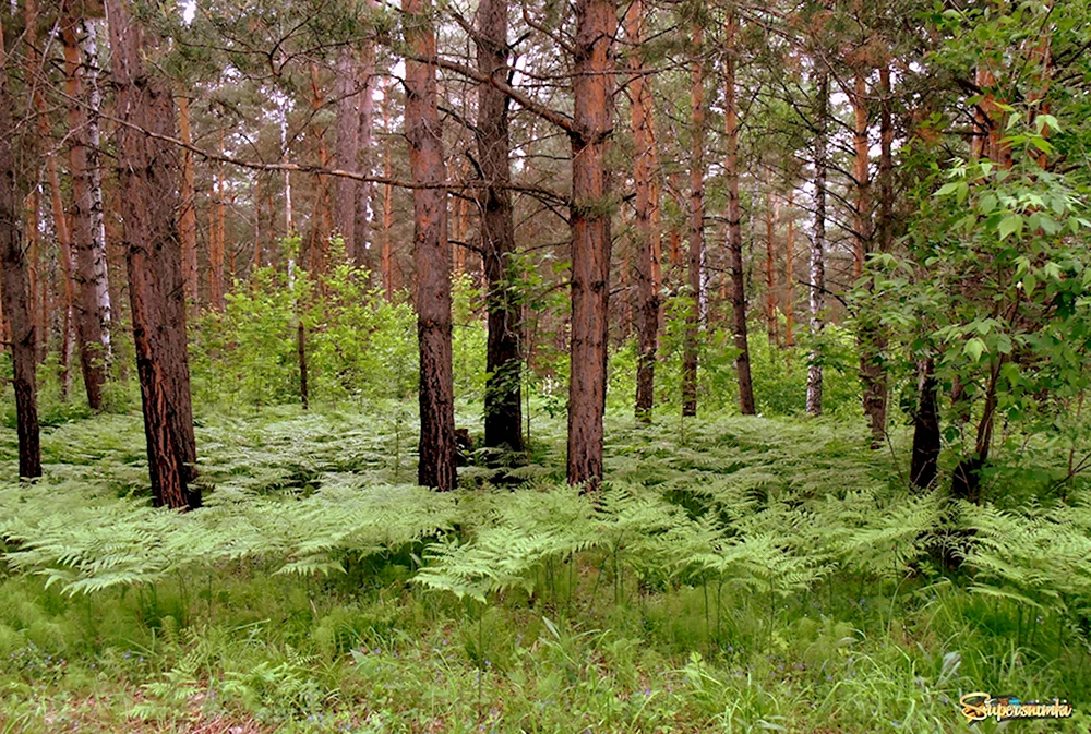 Лес Новосибирской области