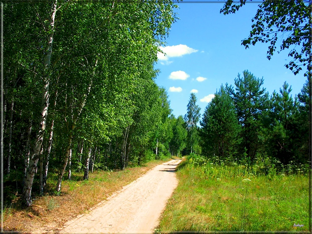 Лес Пензенской области