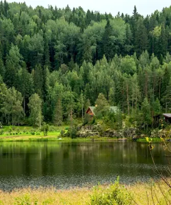 Лес Санкт-Петербург