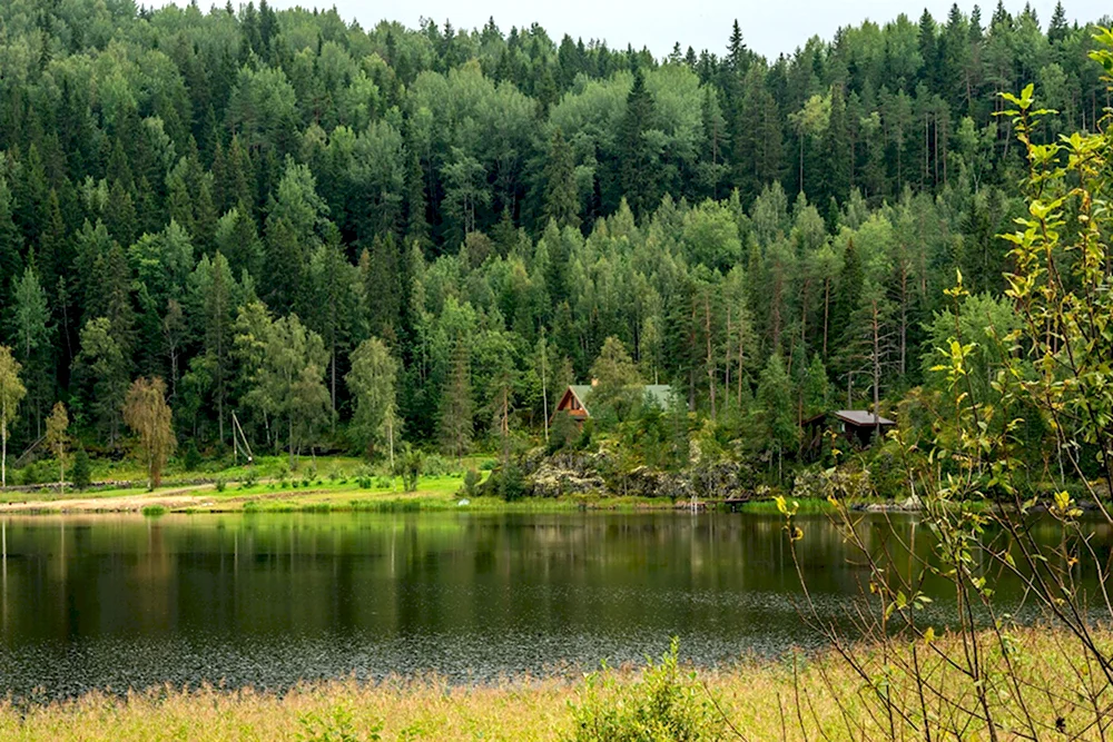 Лес Санкт-Петербург