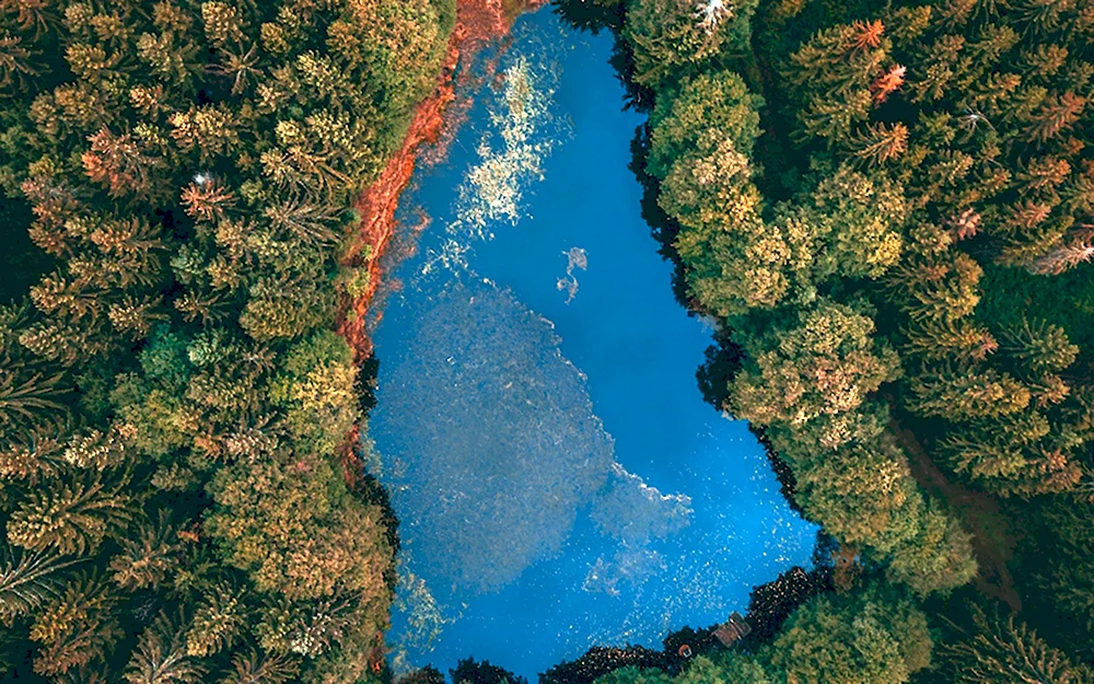 Лес сверху