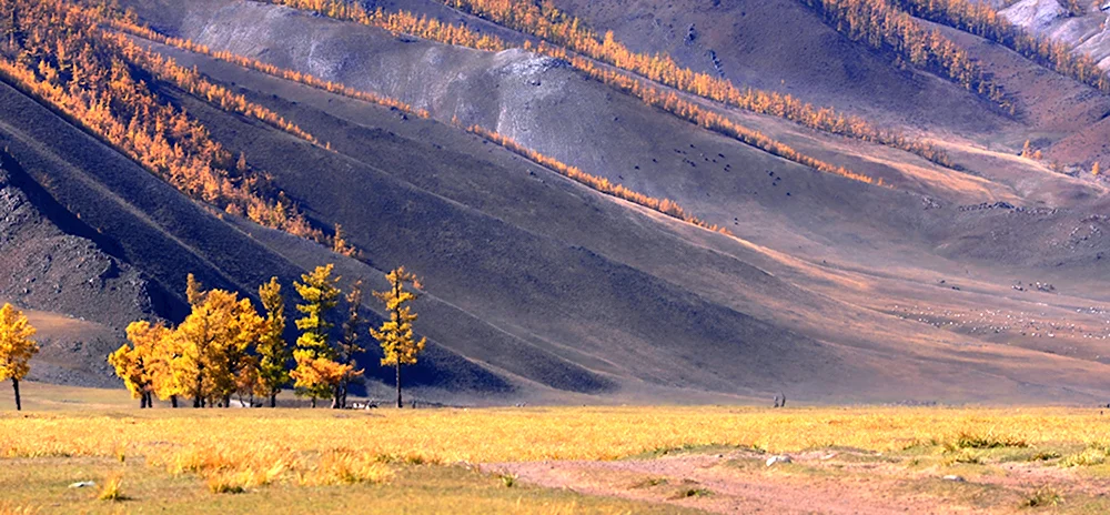 Лес в Монголии