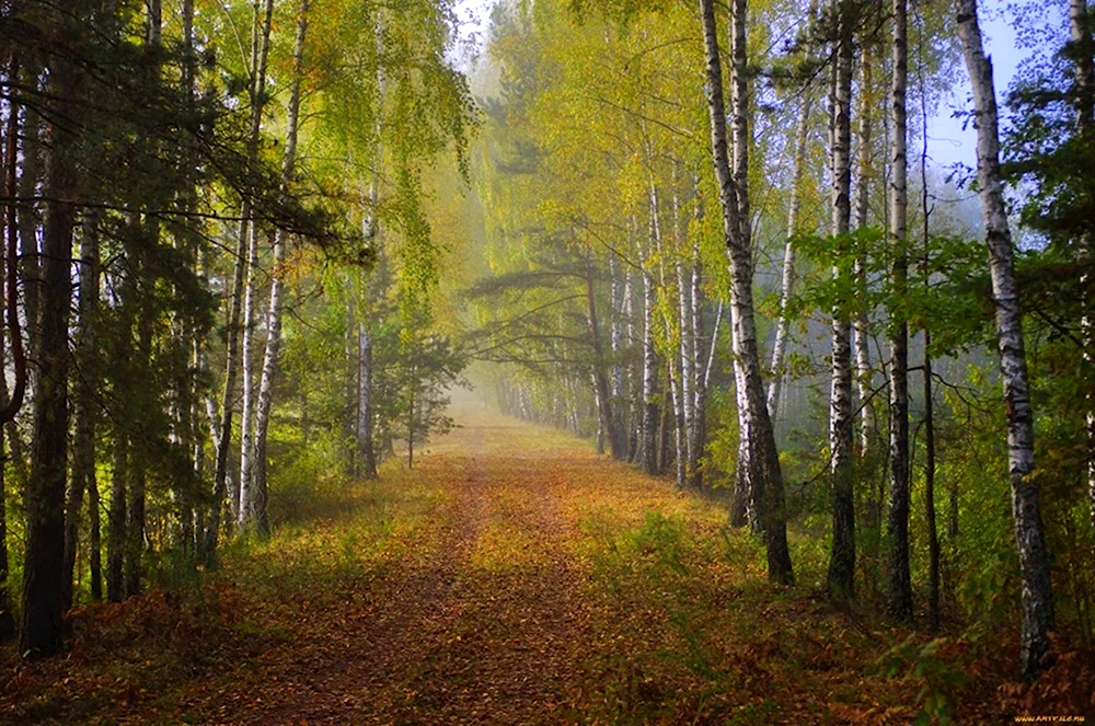 Лесная дорога Бунин
