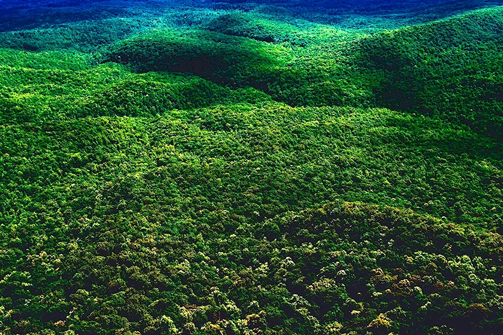 Лесной массив аэрофотосъемка