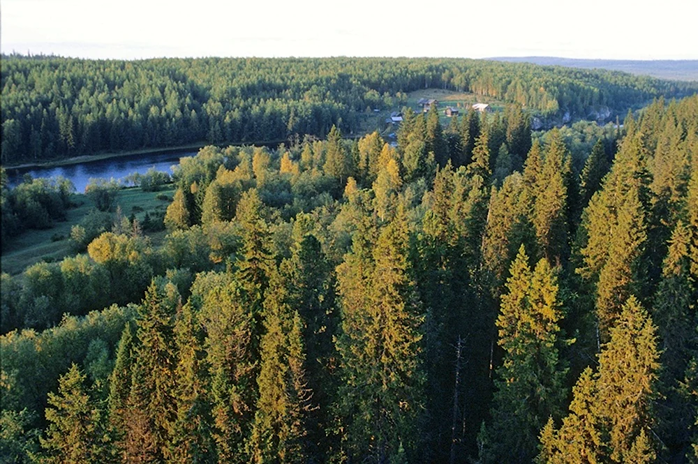 Лесные массивы Республики Коми