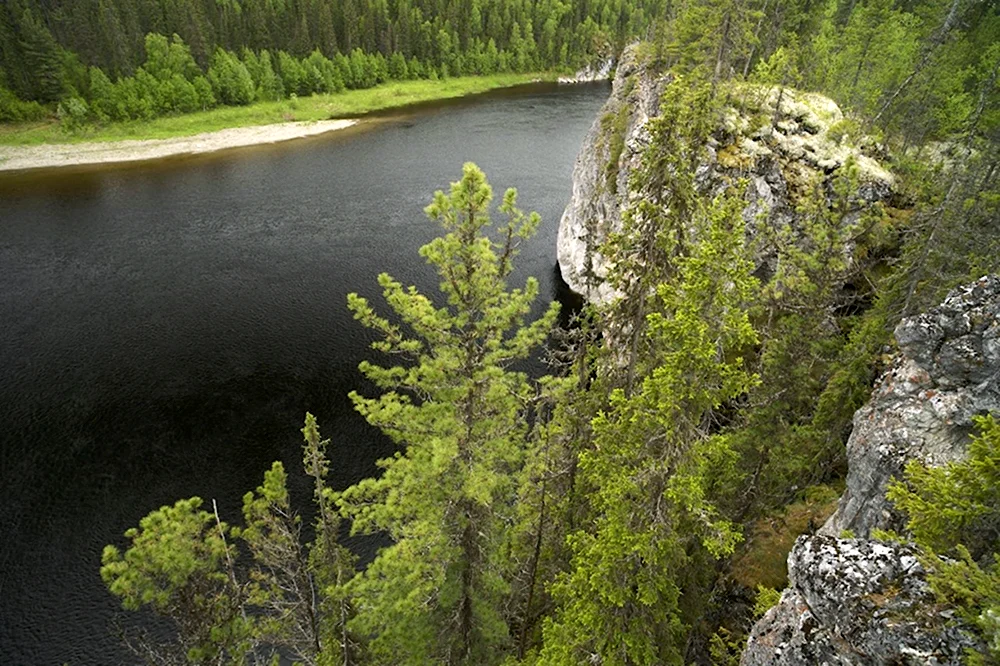 Лесные массивы Республики Коми