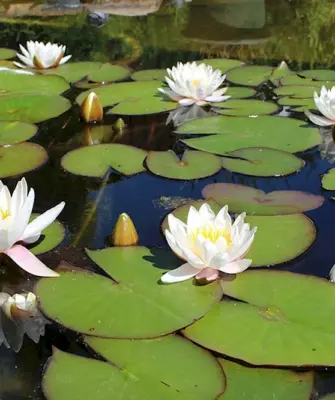 Лилии водяные и кувшинки