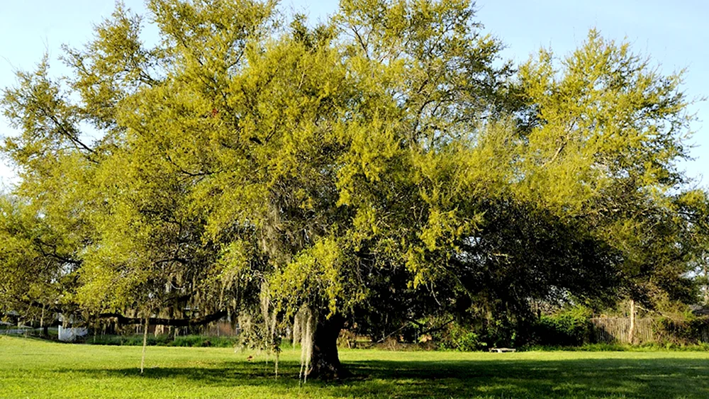 Live Oak Tree дерево