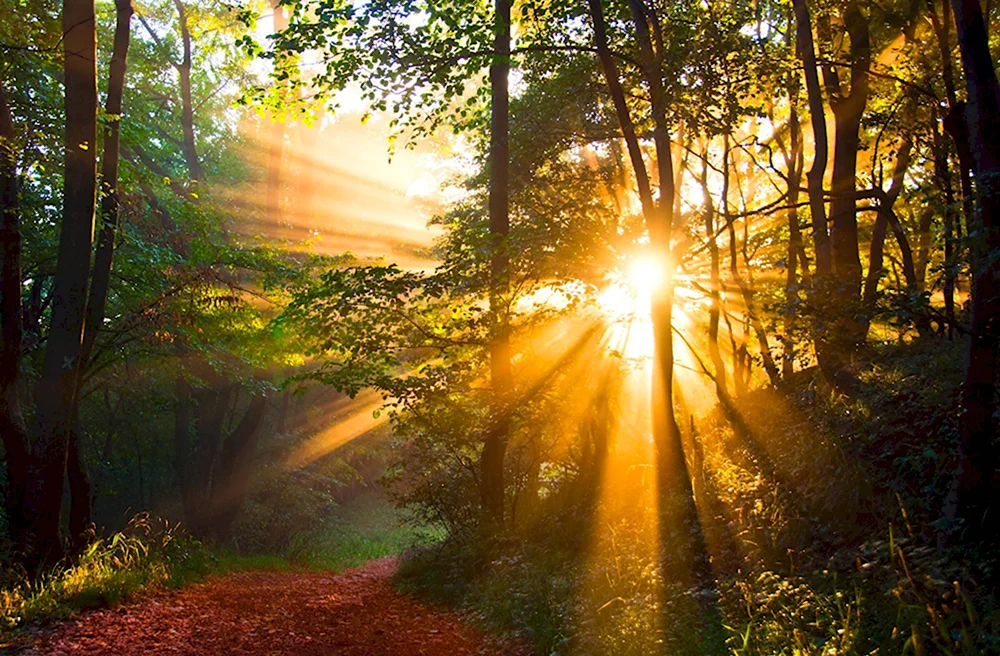 Лучи солнца