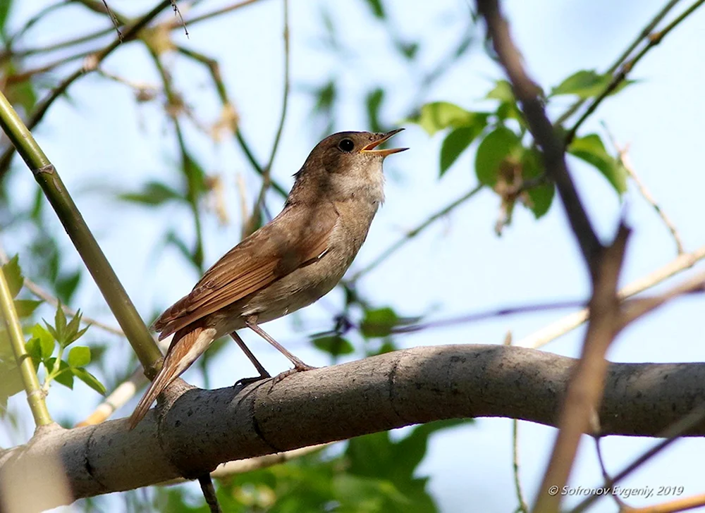 Luscinia Luscinia