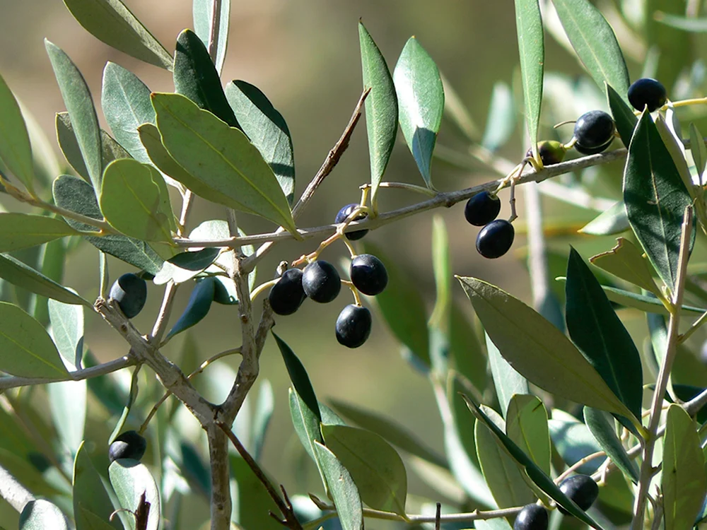 Маслина европейская - Olea europaea