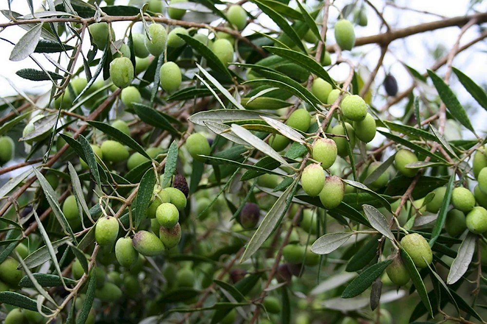 Маслина европейская - Olea europaea