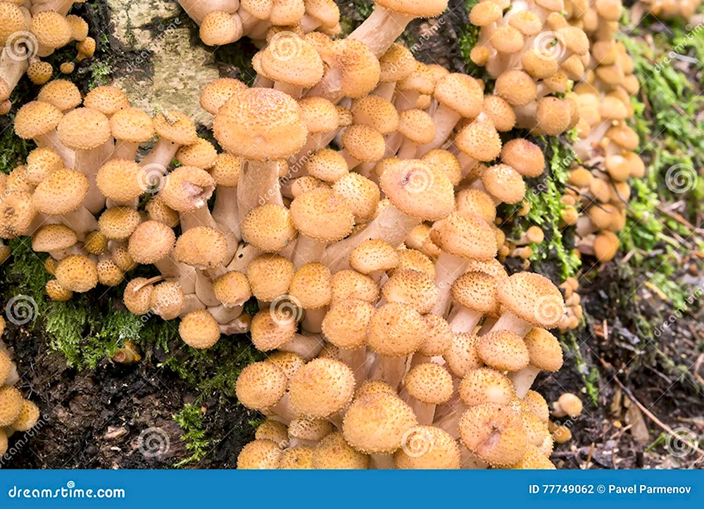 Медовые грибы Armillaria mellea
