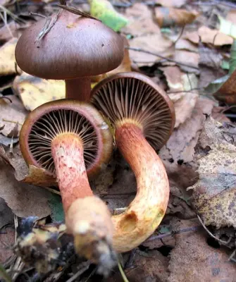 Мокруха пурпуровая Chroogomphus rutilus