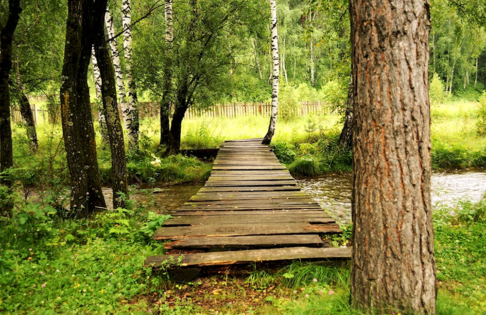 Мостик через речку в лесу