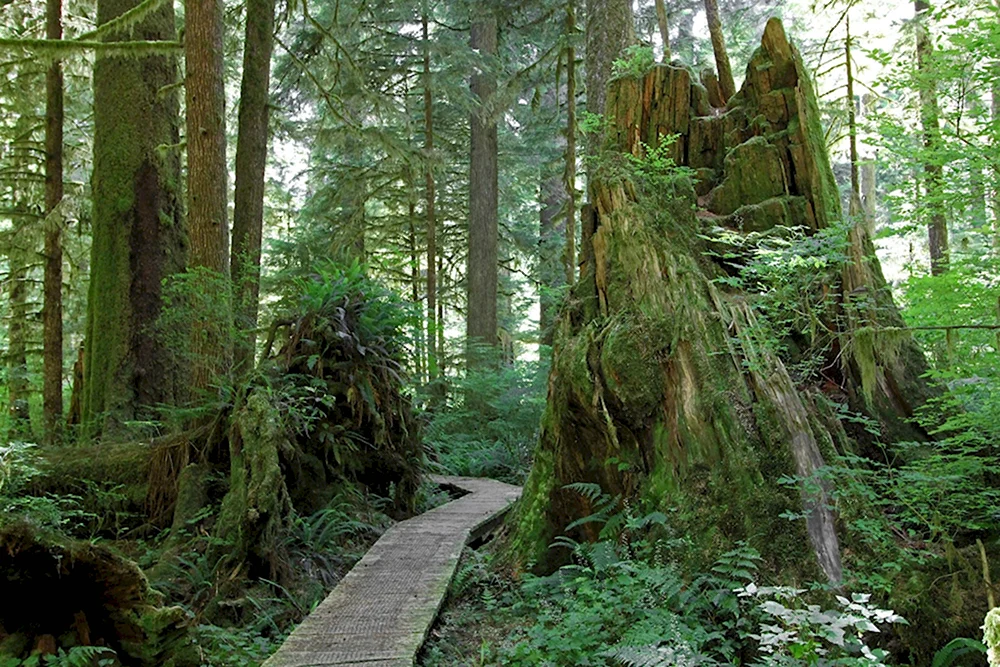 National Geographic Forest
