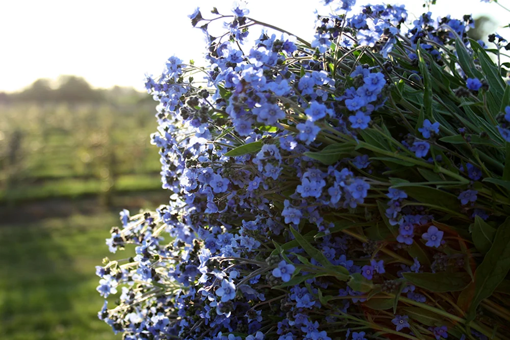 Незабудка Альпийская Myosotis alpestris
