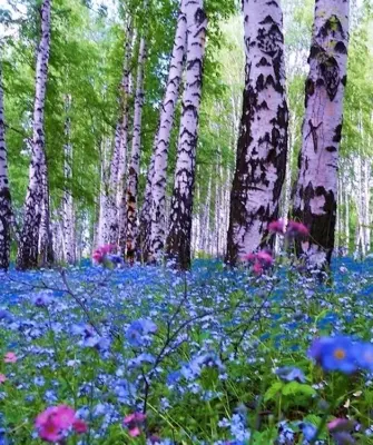 Незабудка Лесная Полянка
