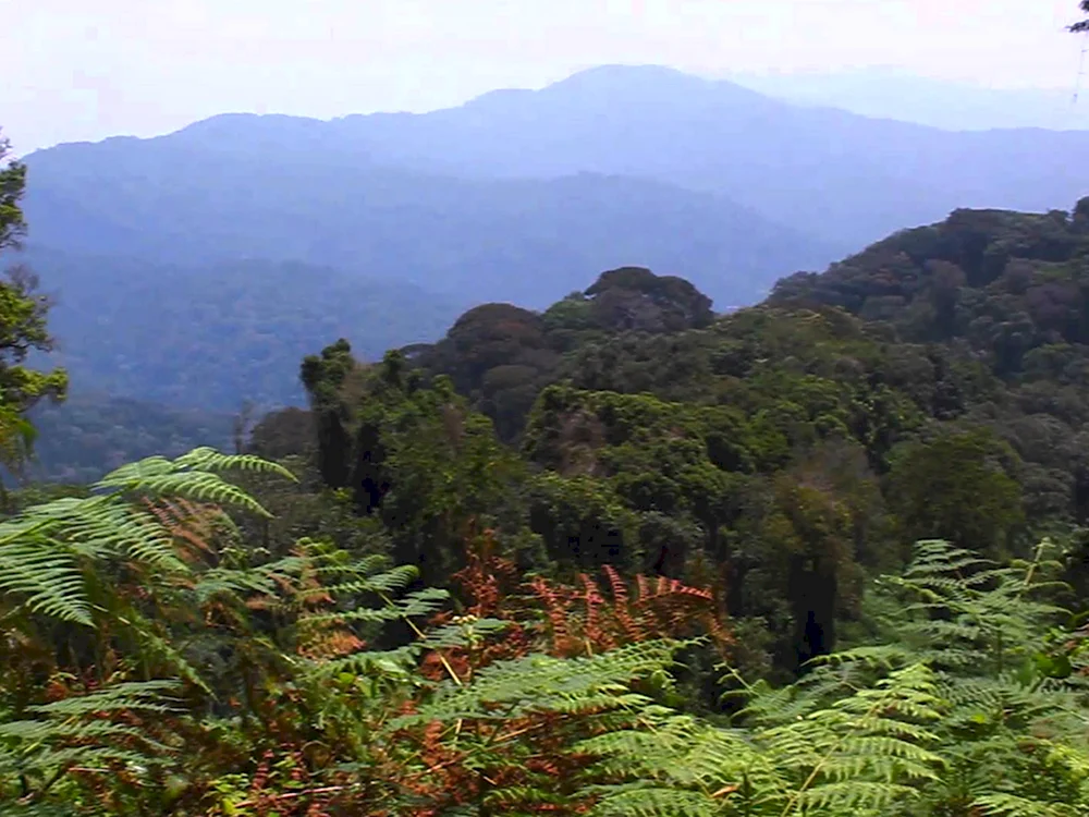 Nyungwe Forest Руанда