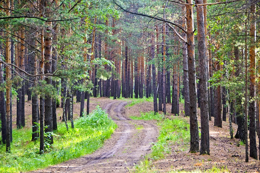 Окунево Омская область природа