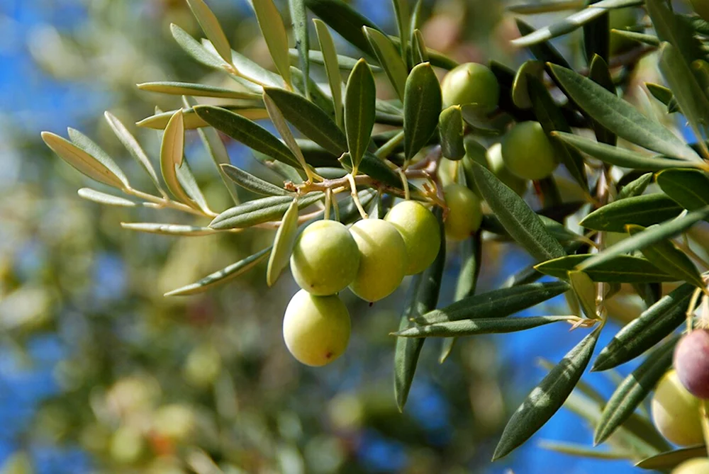 Олива европейская oleaeuropea