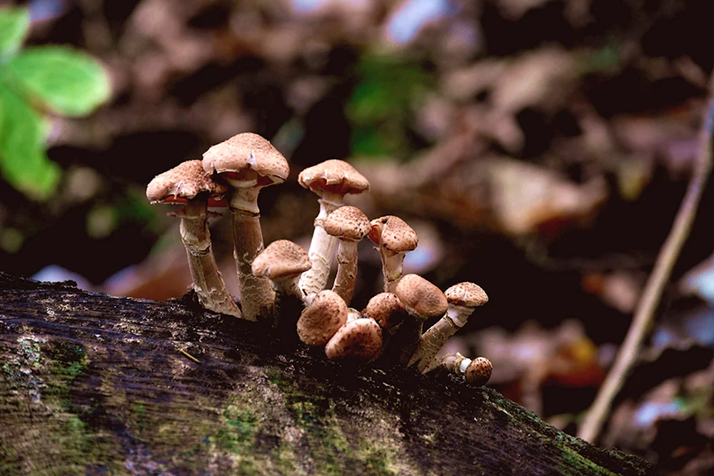 Опёнок осенний Armillaria mellea