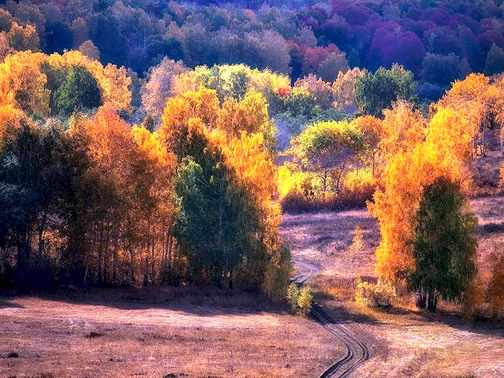 Осень лес Шилово Воронеж