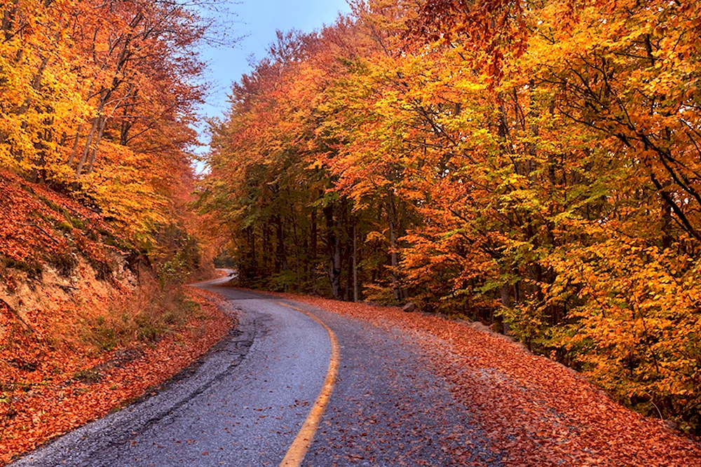 Осень в лесу