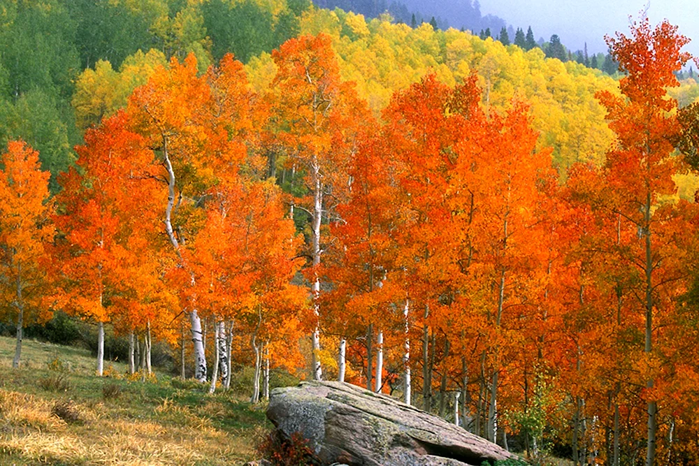 Осенний лес