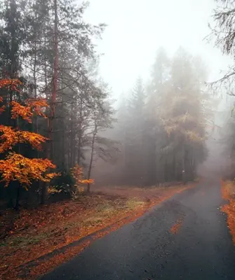 Осенний лес в тумане