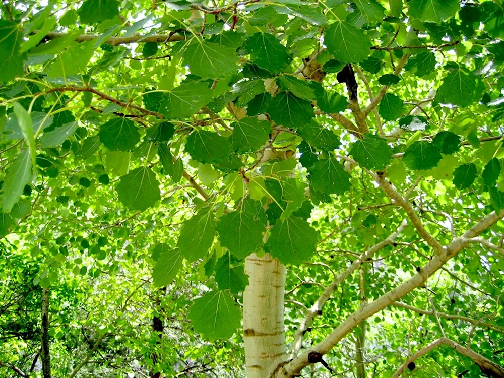Осина Populus tremula