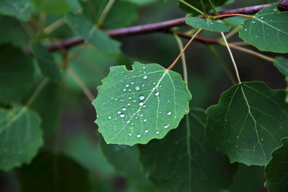 Осина Populus tremula