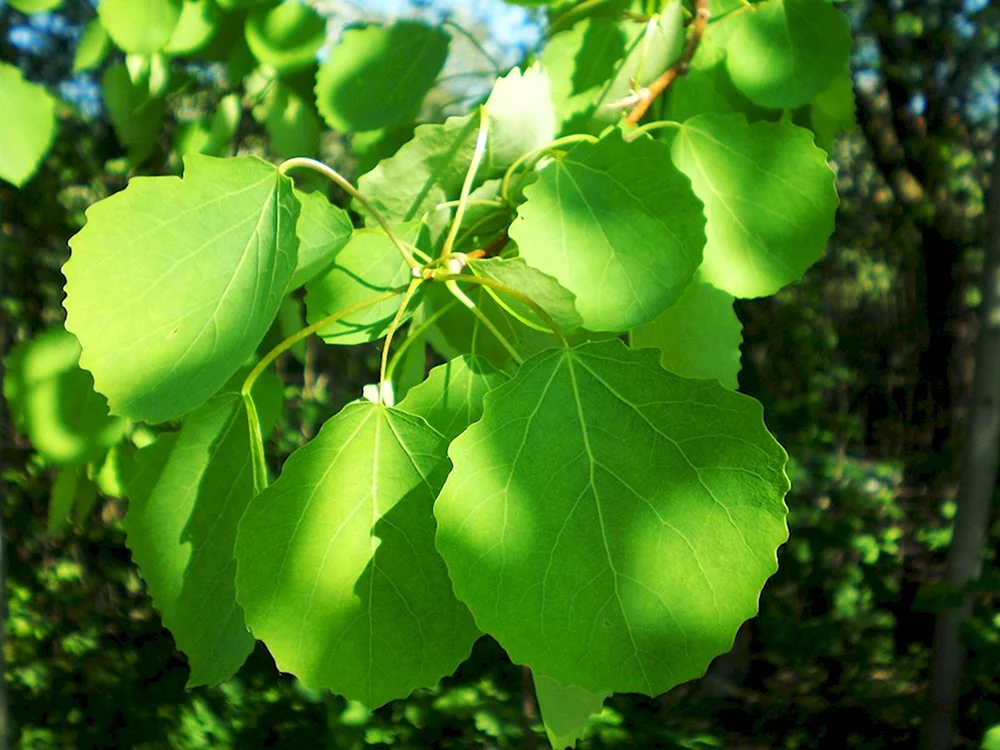 Осина Populus tremula