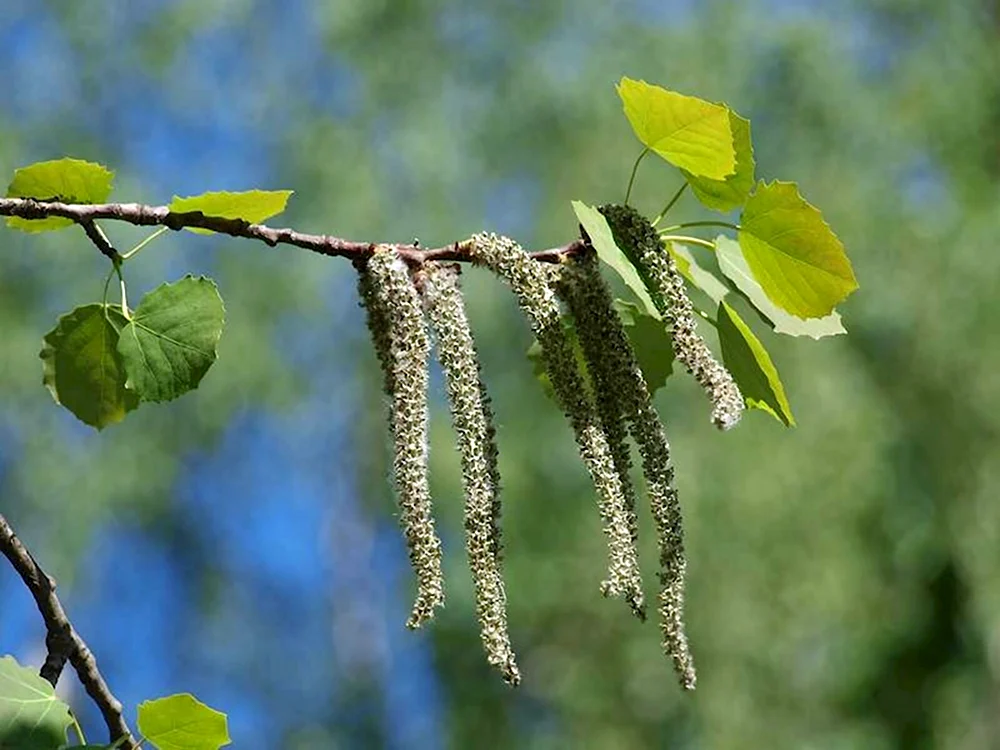 Осина Populus tremula