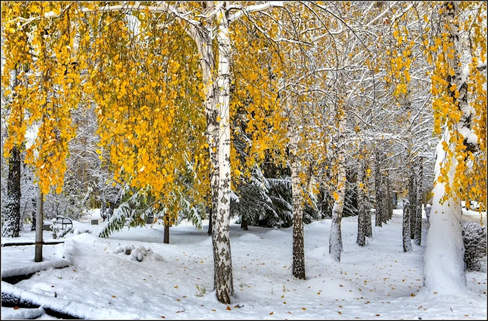 Первый снег