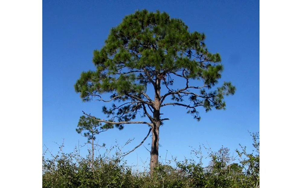 Pinus elliottii
