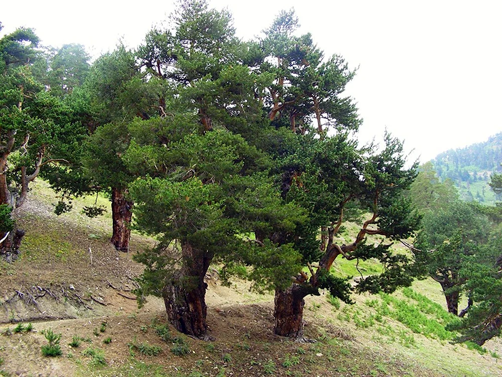 Pinus Hamata