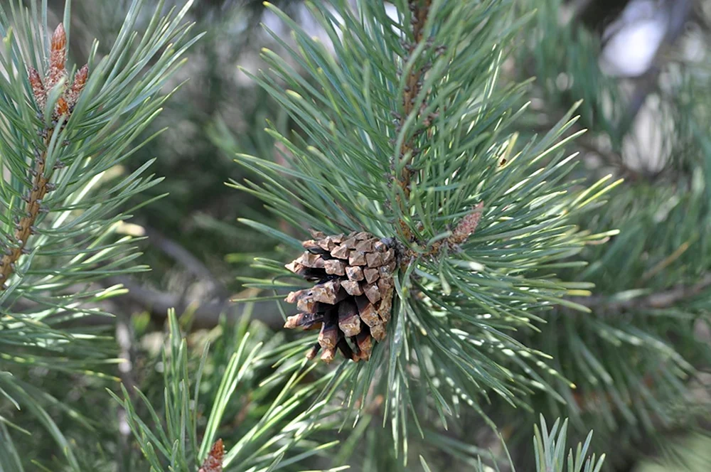 Pinus kochiana