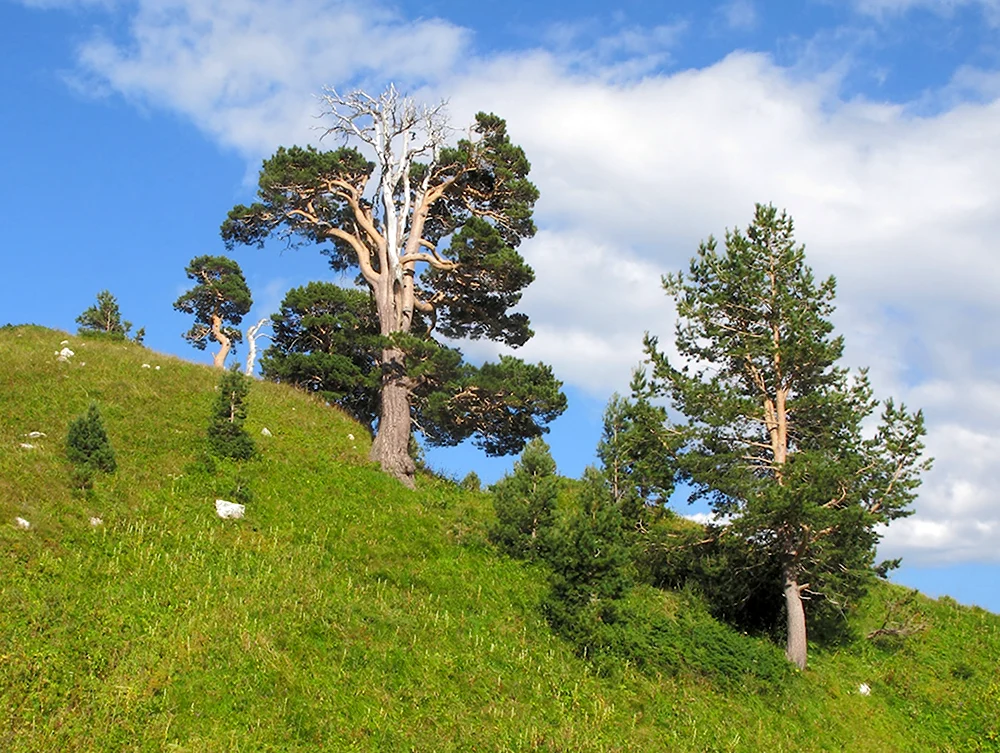Pinus kochiana