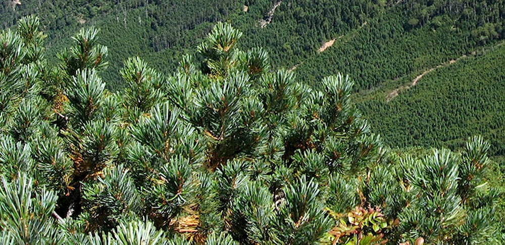 Pinus pumila