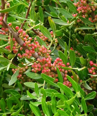 Pistacia lentiscus