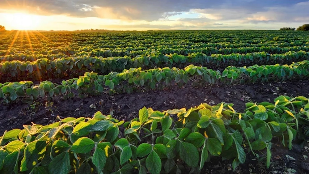 Плантации сои Monsanto в Румынии