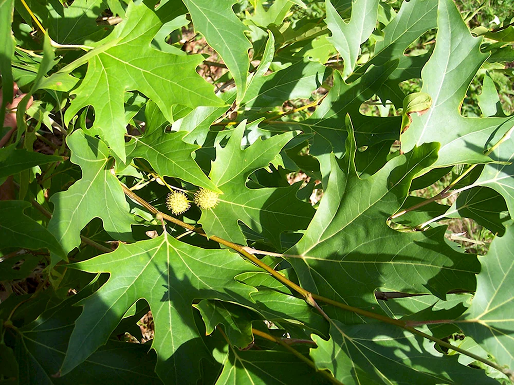 Платан Восточный Platanus orientalis