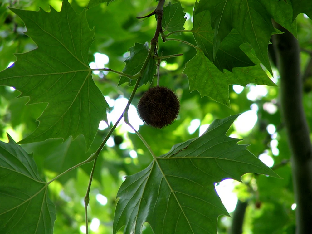 Платан Восточный Platanus orientalis