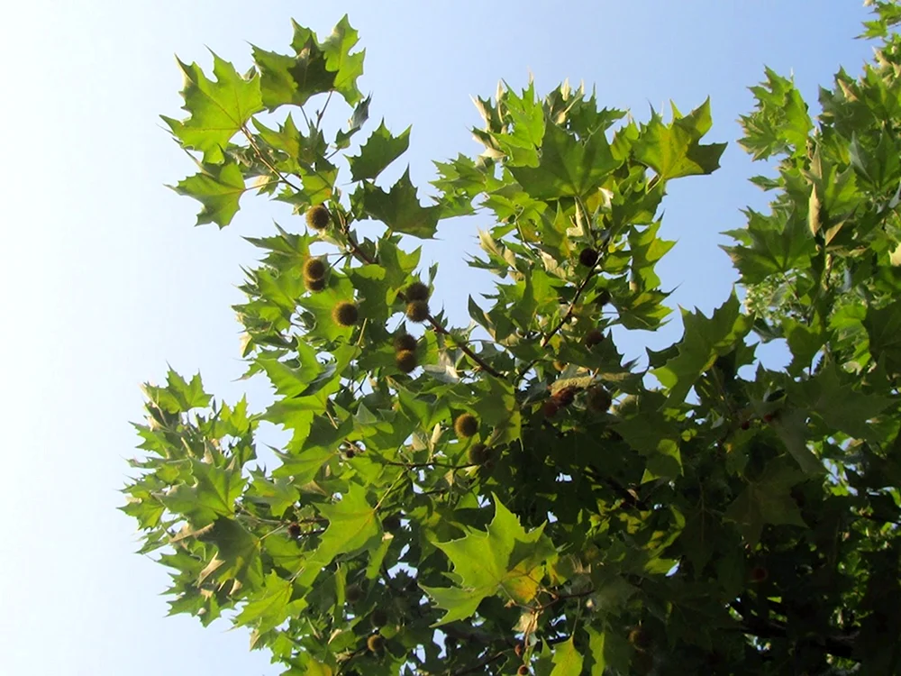 Platanus acerifolia